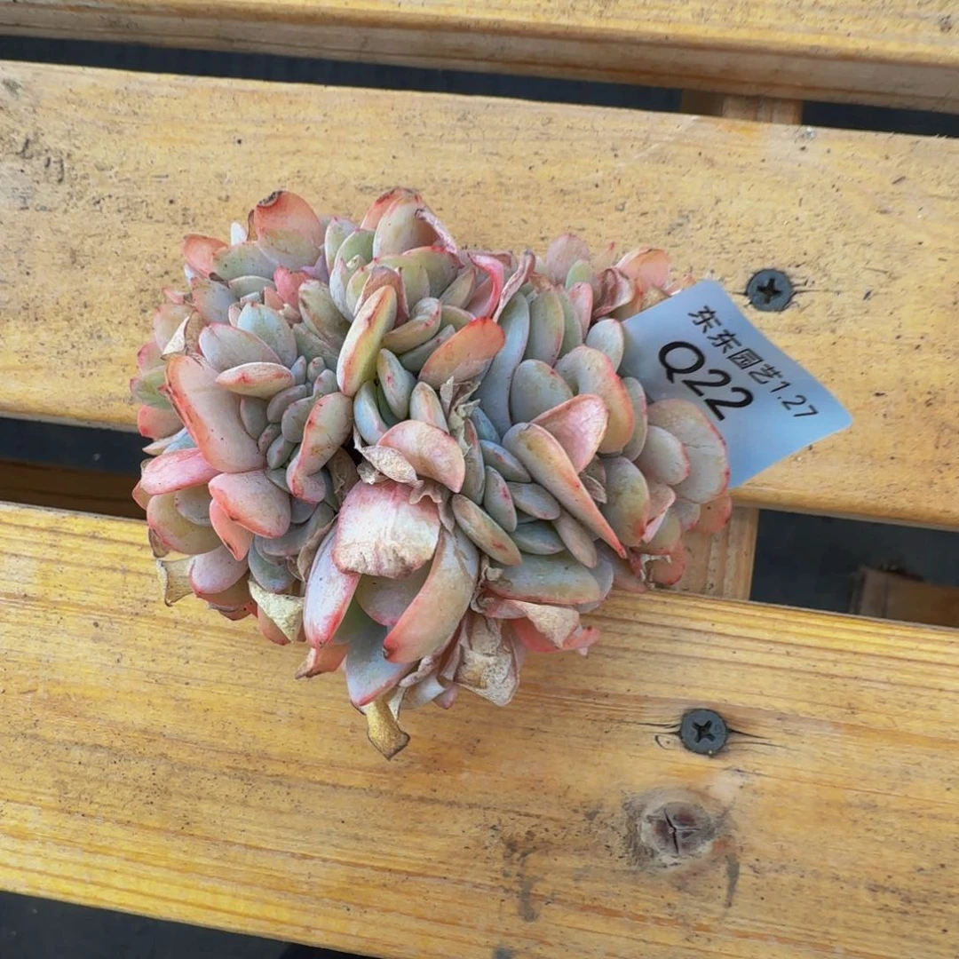 q q q q q q q q q 22