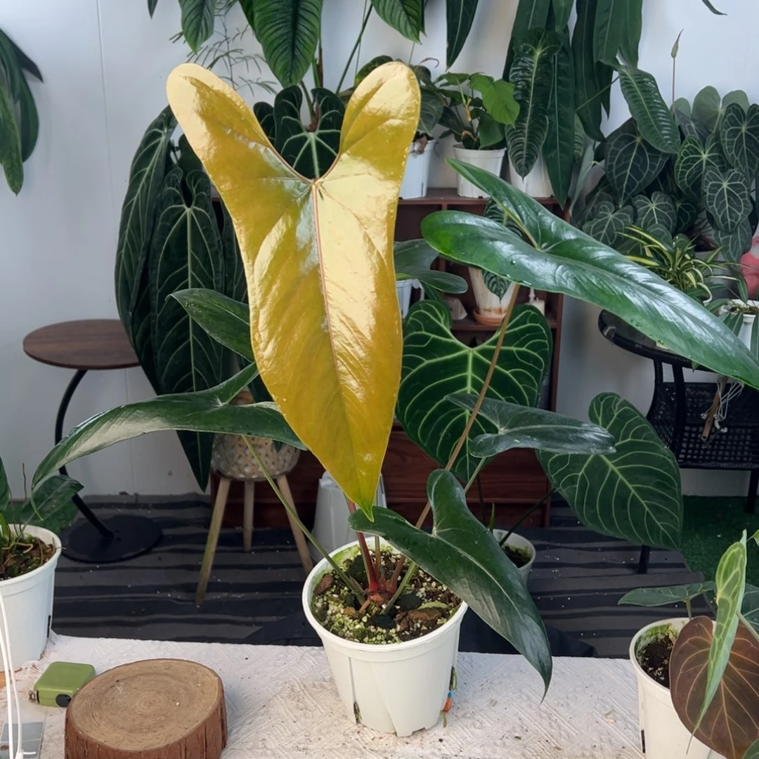 完全开放羊皮超大