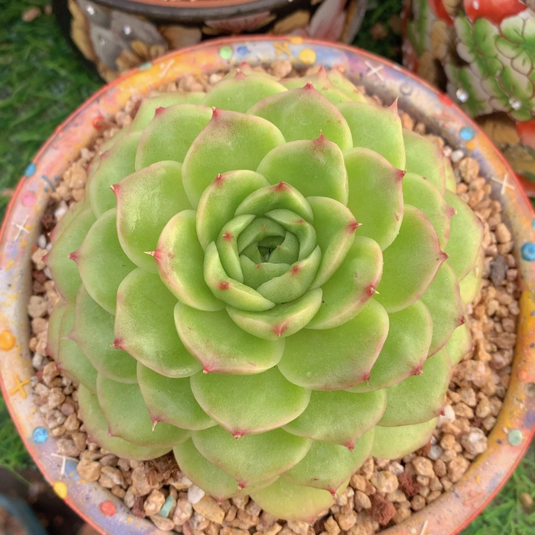 麦秆11 公分一物一拍