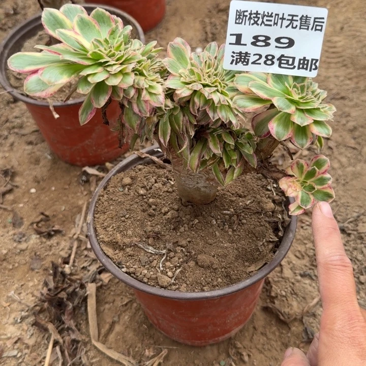 189二号棚V仅仅缀A