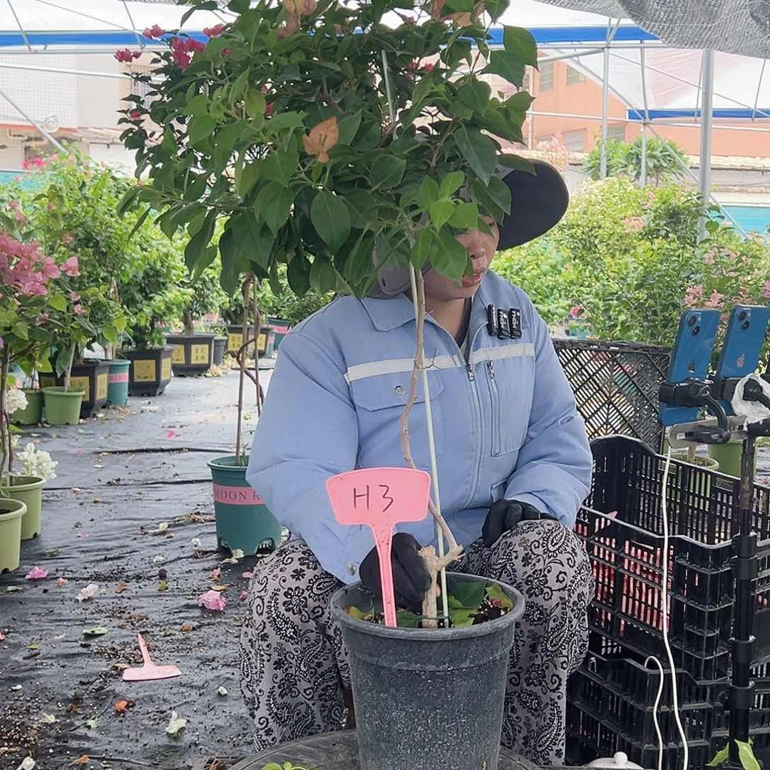 梧***桐大部分开放少量花苞H3佩德罗