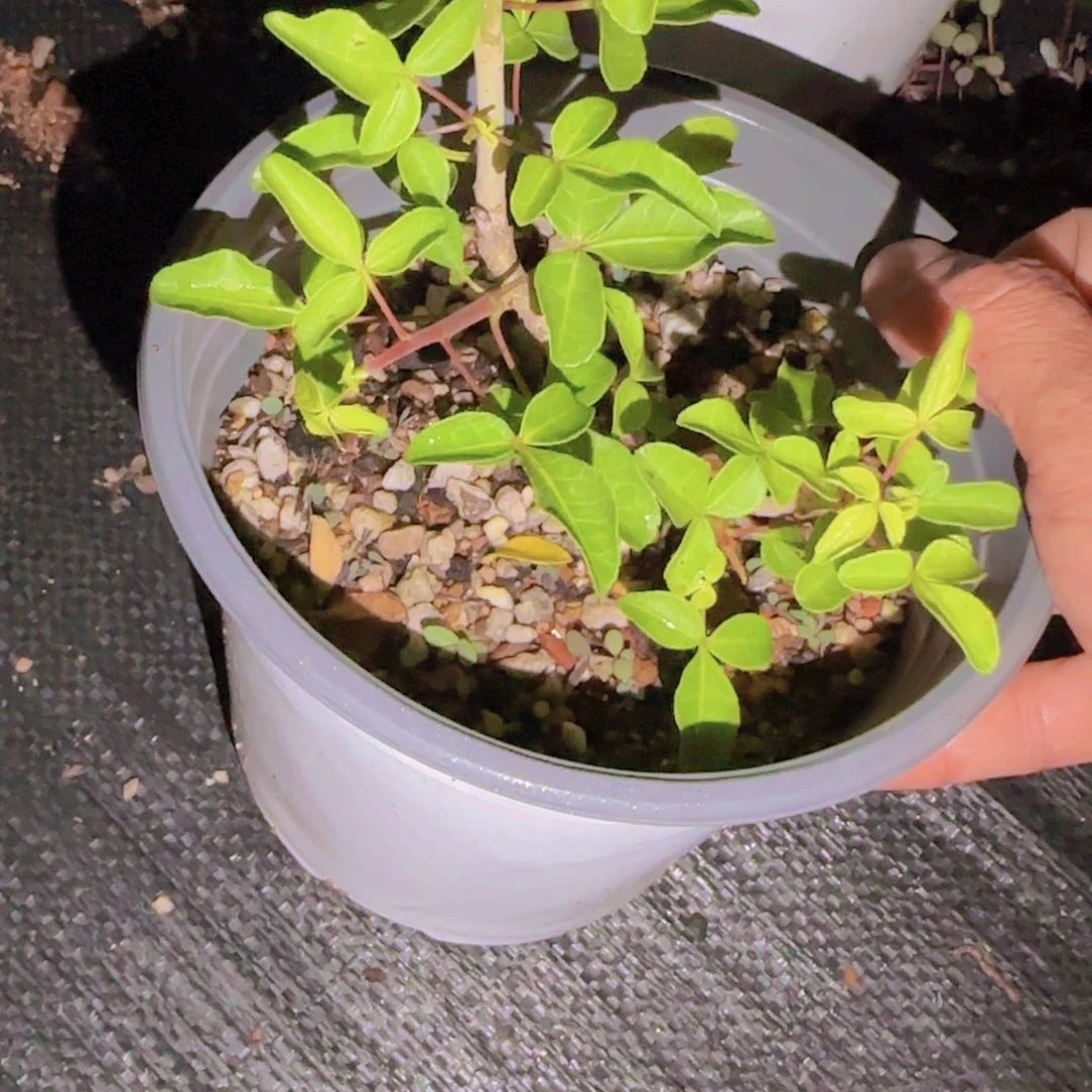 ****鱼块根植物块根植物