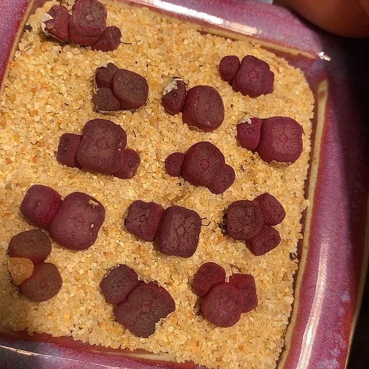 紫方碗一颗。 带老皮。