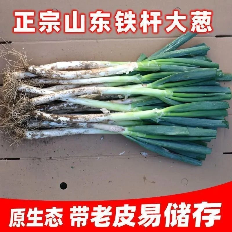 【毛葱】山东潍坊铁杆大葱自家种植新鲜现拔清甜好吃产地直发大葱