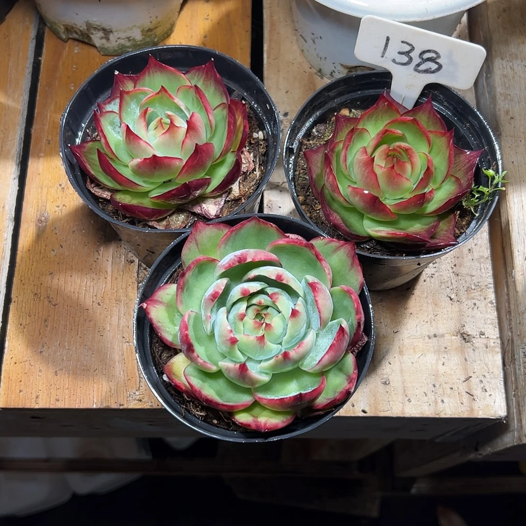 夕***颜小惊鸿仙子8公分左右三颗