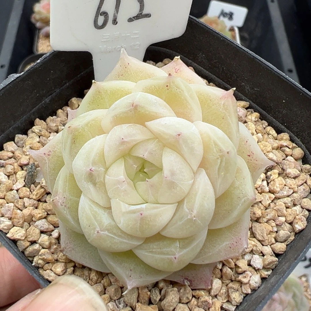 612号梨花白带崽 晗雨