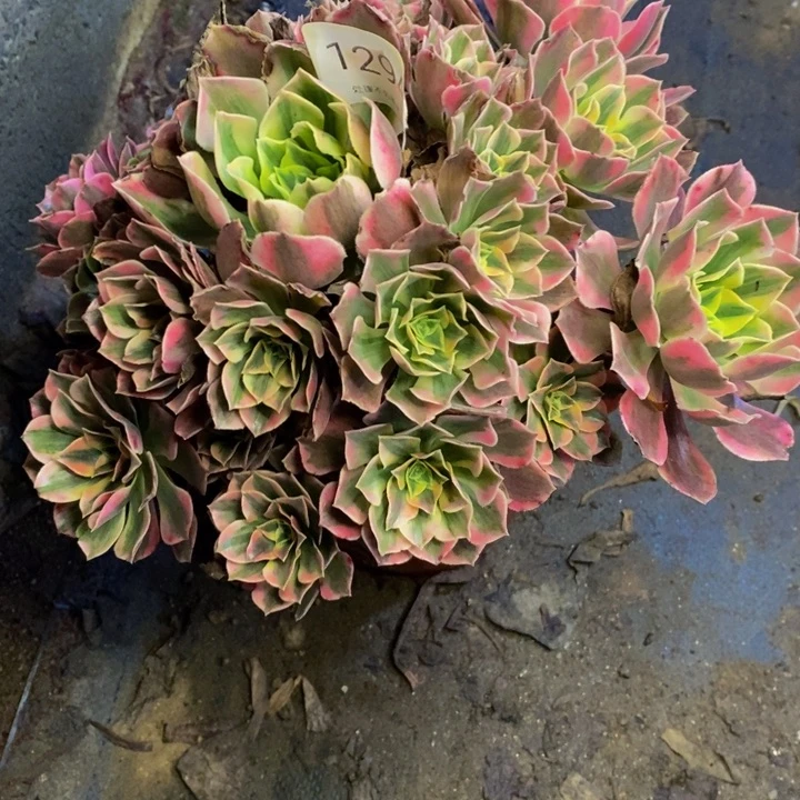 男神多肉断头不包1294