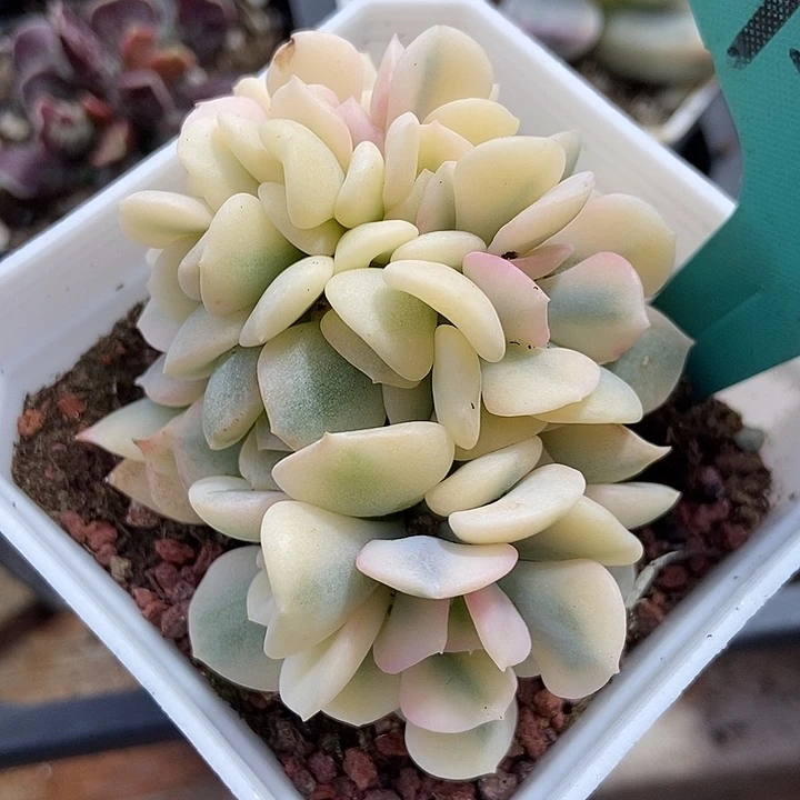 多肉植物雪精灵缀化锦1575