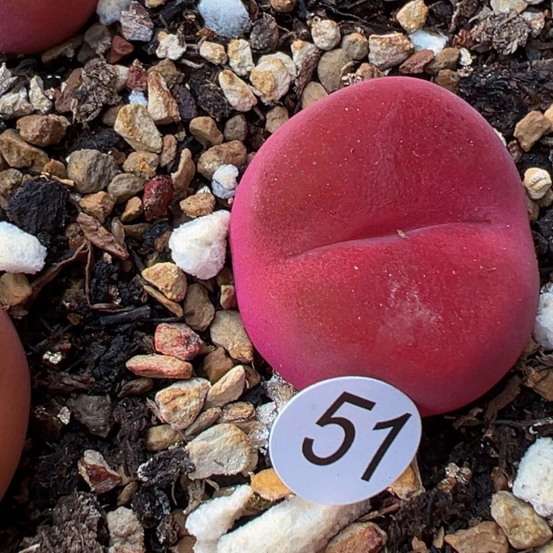 多肉植物111111111111111111