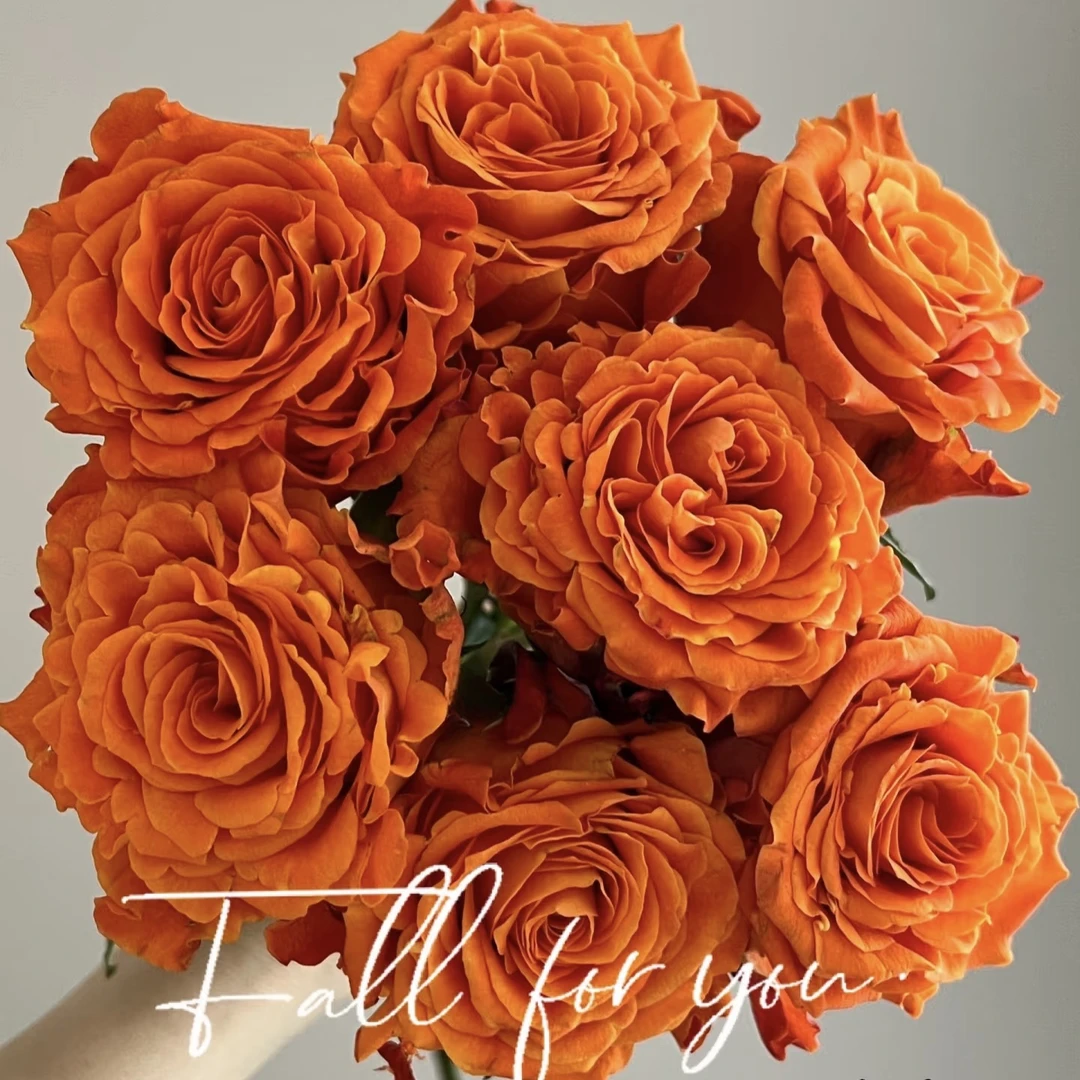 巨蟹座玫瑰20枝【任意凑2单冷链包邮】云南鲜花