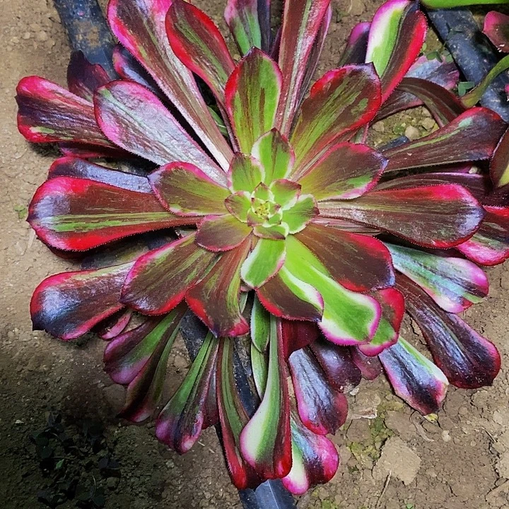 同花顺法师多肉植物