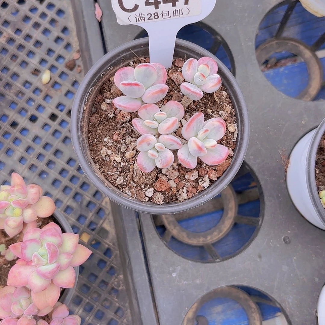 C447乒乓锦一物一拍