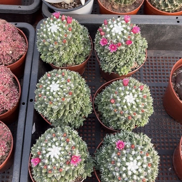 雪糕仙人球仙人球123