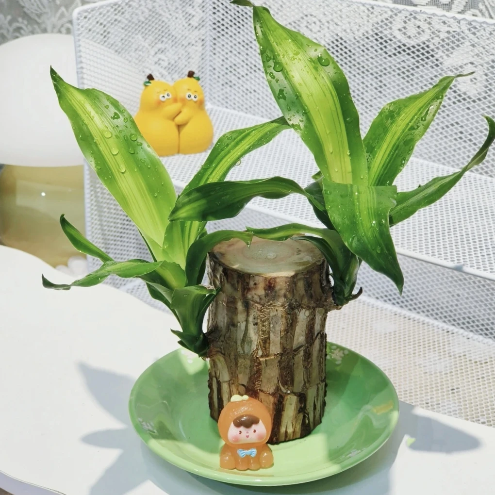 水培木幸运木巴西铁木桩款室内好养活绿植盆栽精致组合创意盆栽