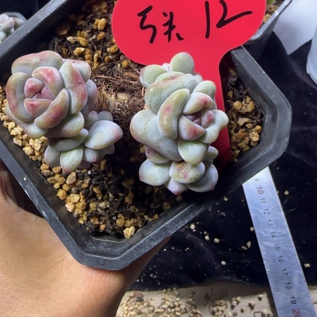 明****95头掐心星影一物一拍