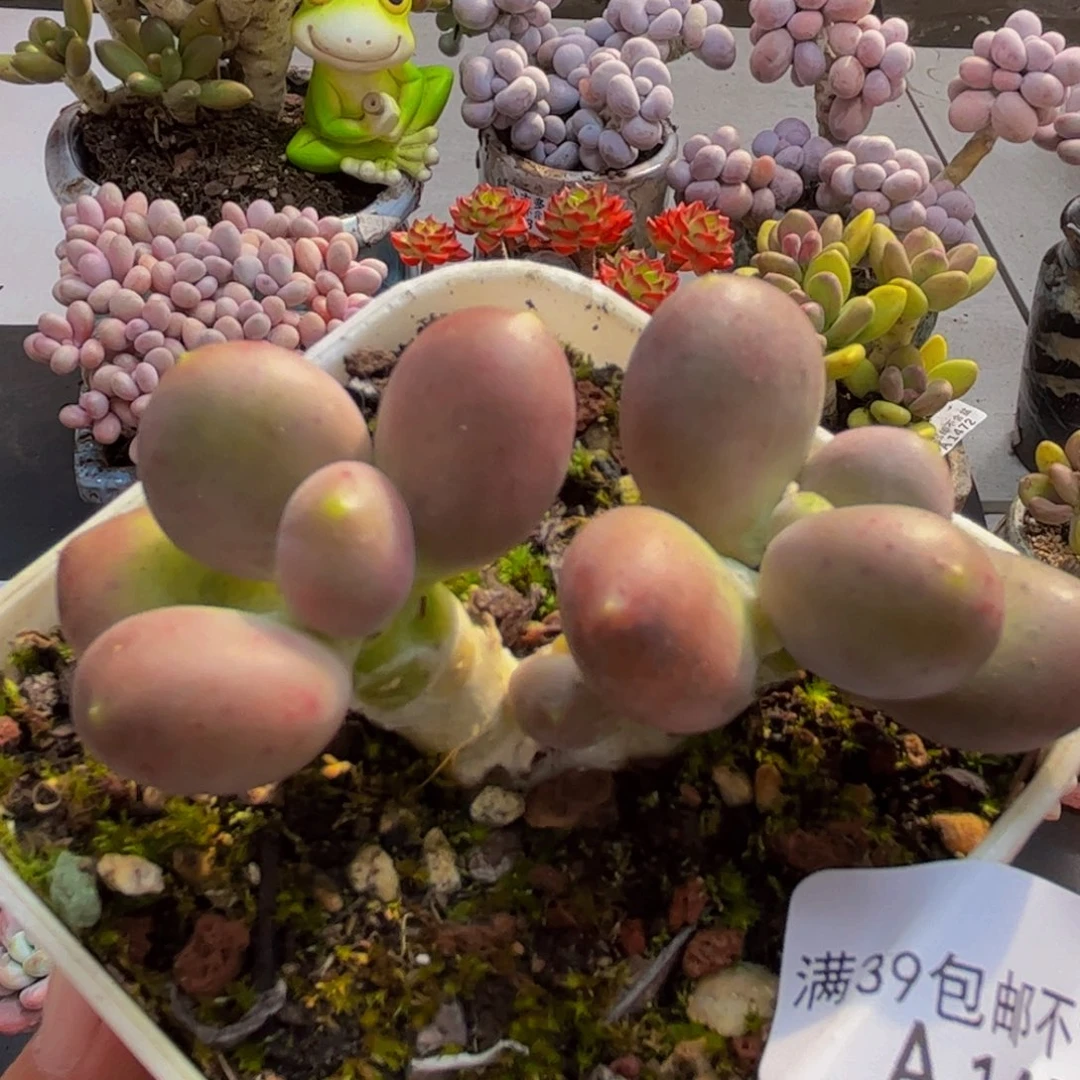 457/5cm芒果奶苗多肉植物