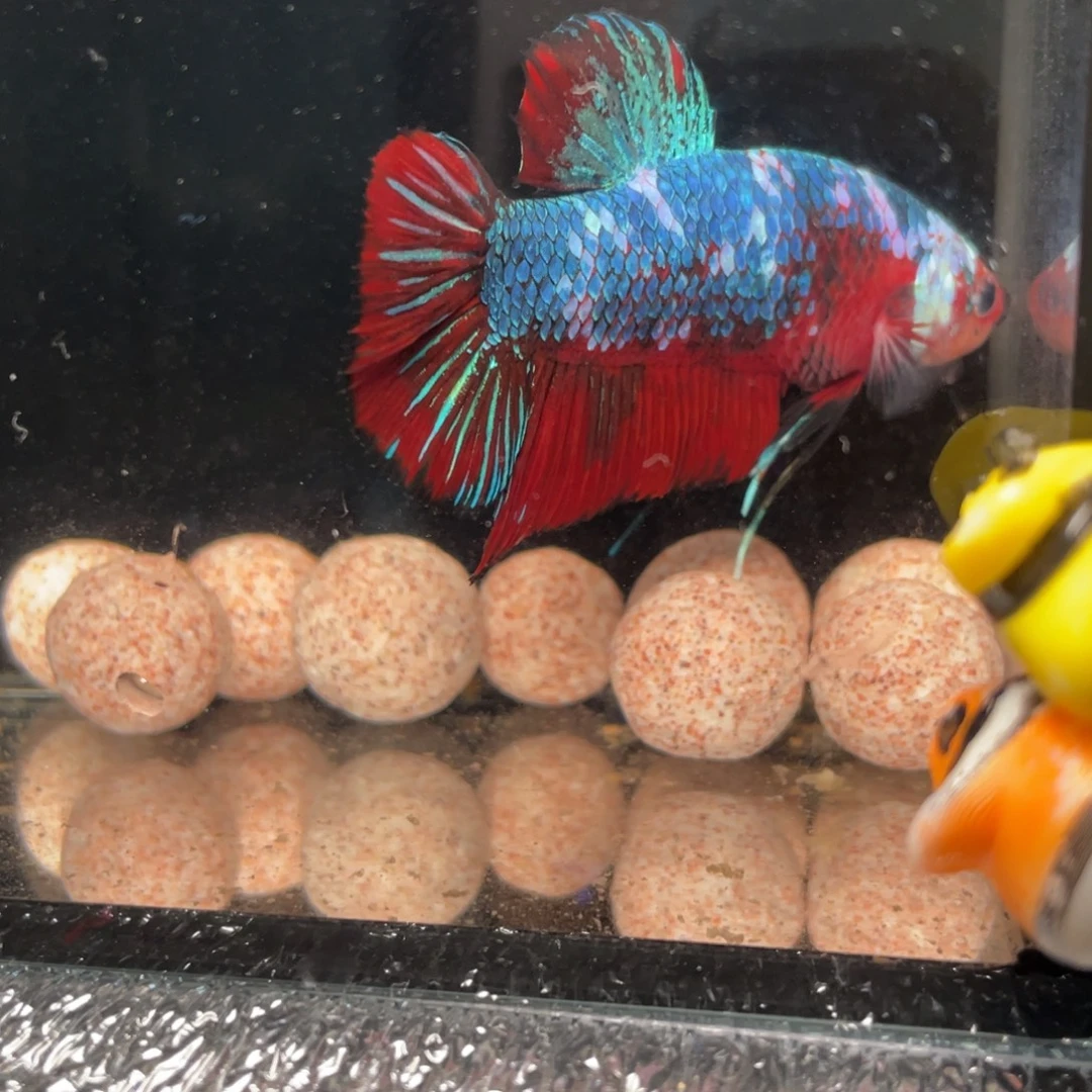 斗鱼12.30 巨斗 081