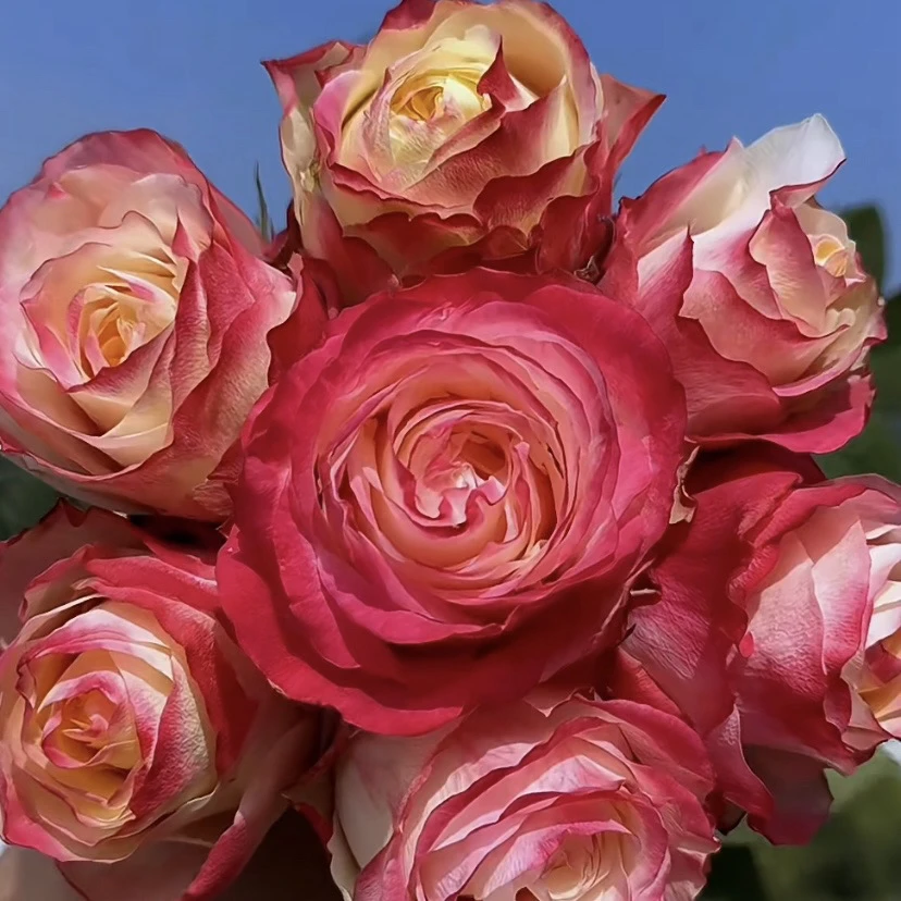 耐热【帽子】新品高杯多头切花 1加仑2.5L根接云南发货