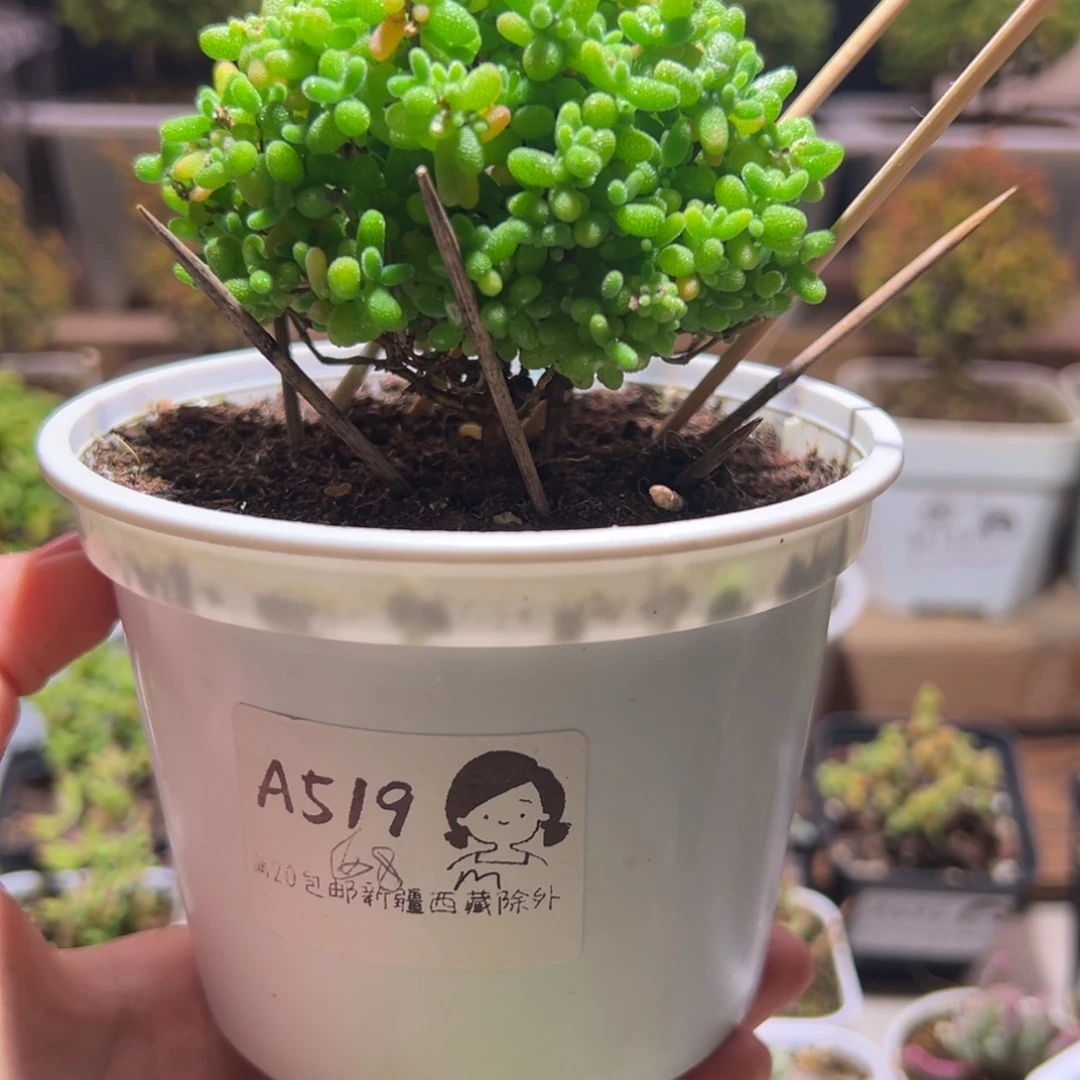 十***行蜜橘519带盆土发货一物一拍