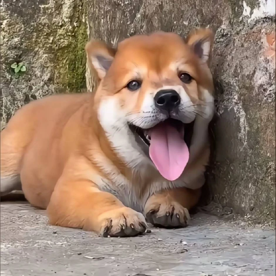 活体宠物狗狗田园犬链接