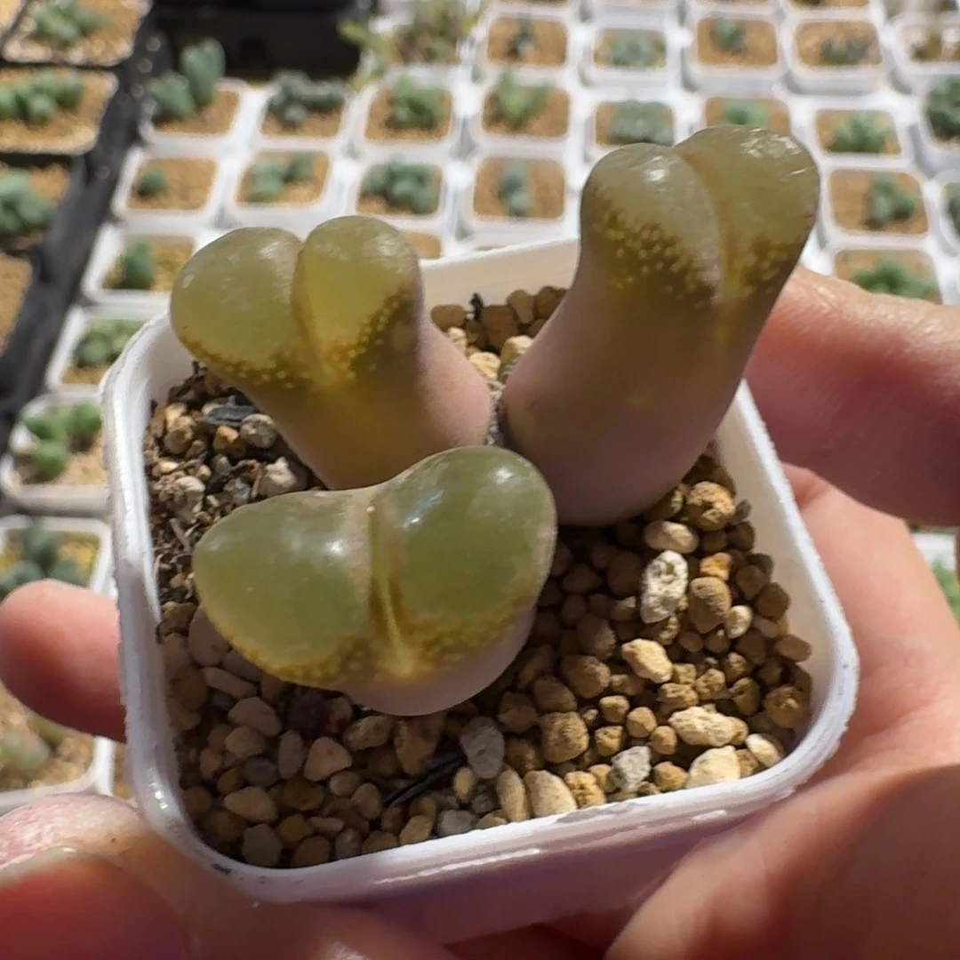 Ｒ*多肉..........