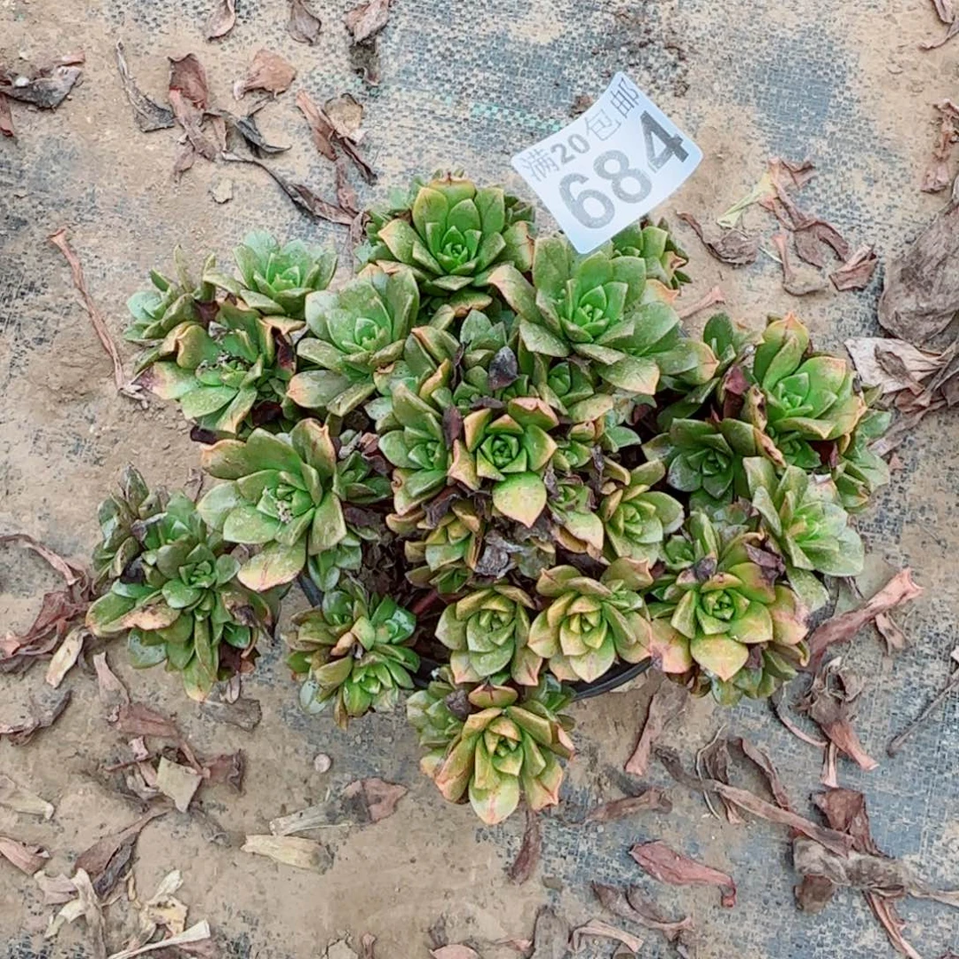 绿茶684满20包邮断枝不包