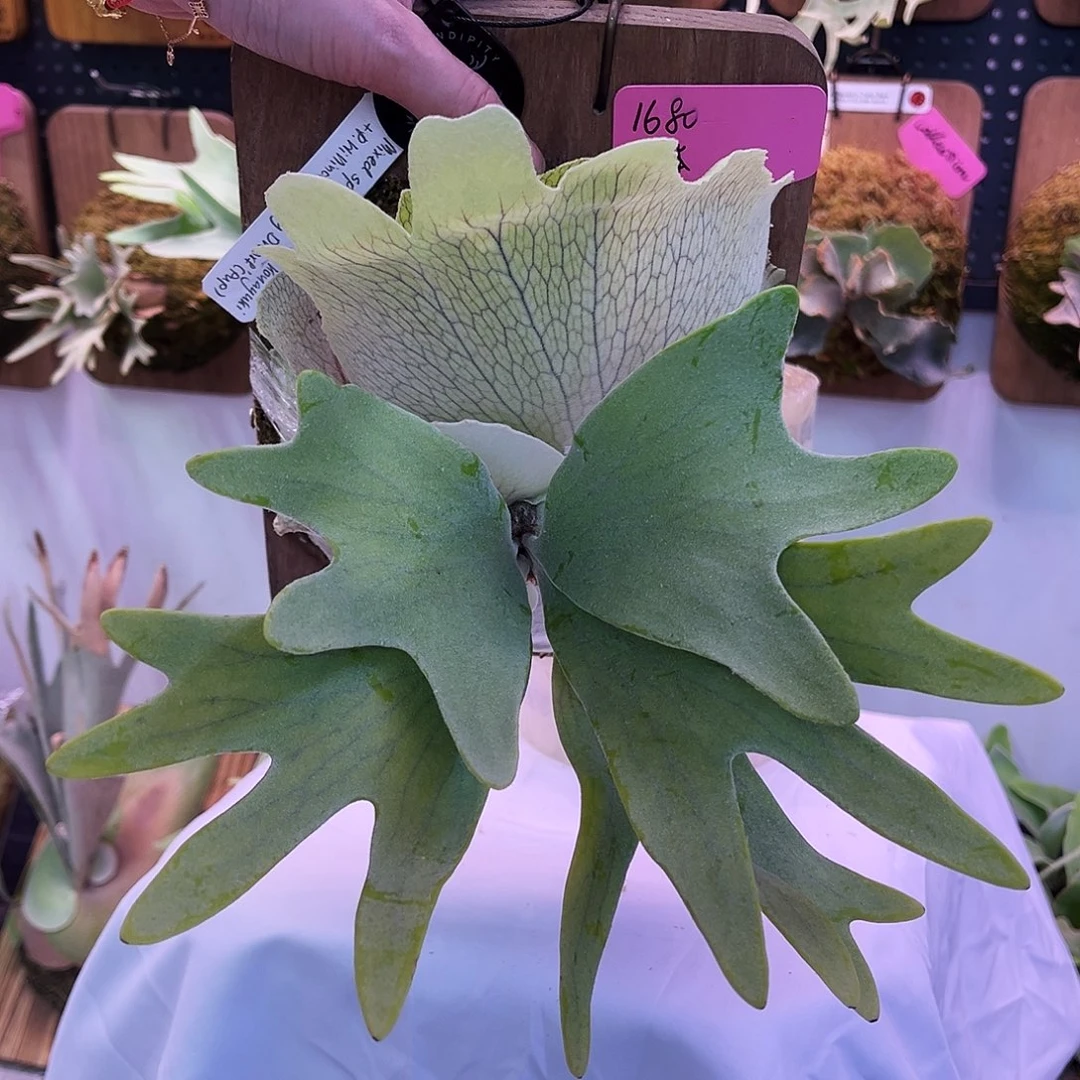 Tonkla 小体 粉雪 斑比 侏儒银爪