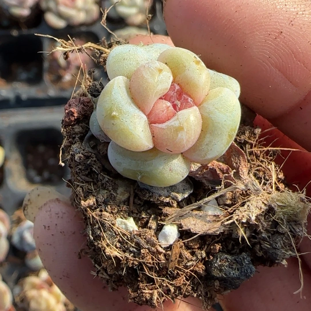 多肉小卡拉米糖心一物一拍