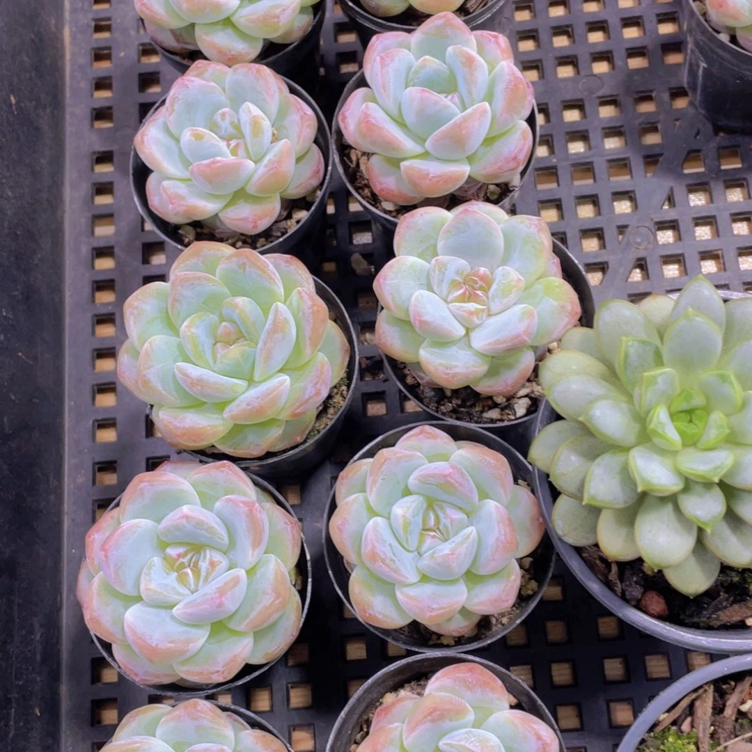 400号 糖心刚毅单头一个