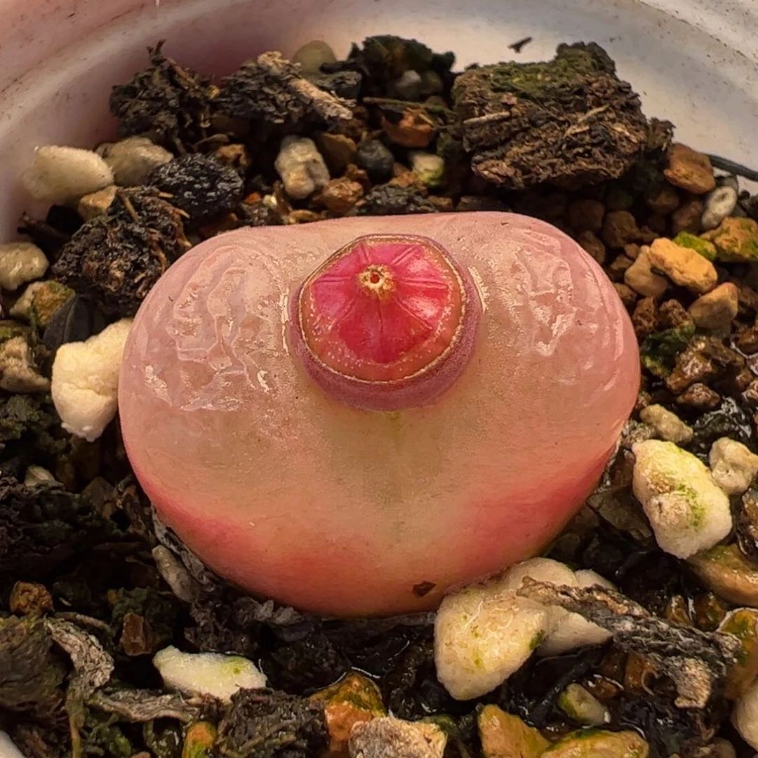 471多肉植物组合