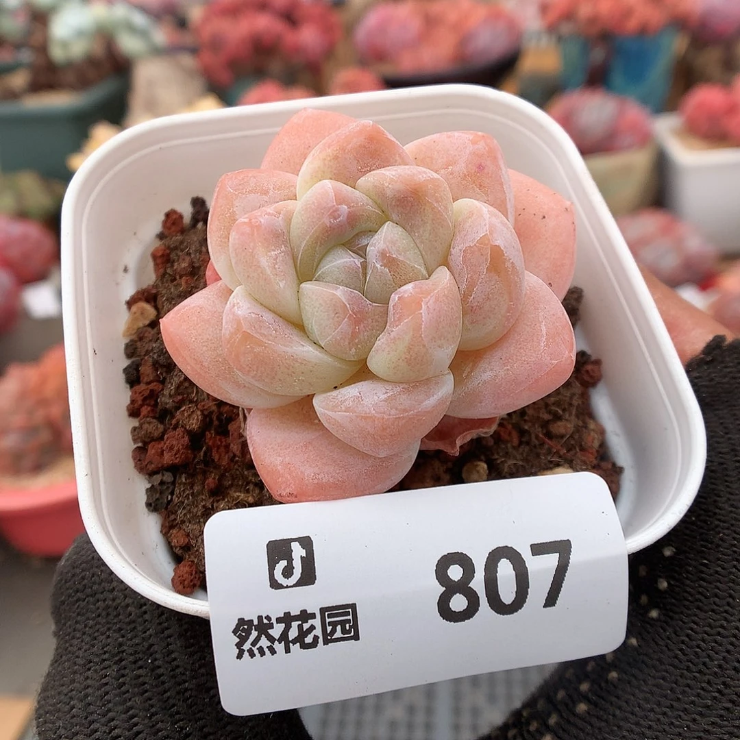 807冰玉多肉植物666