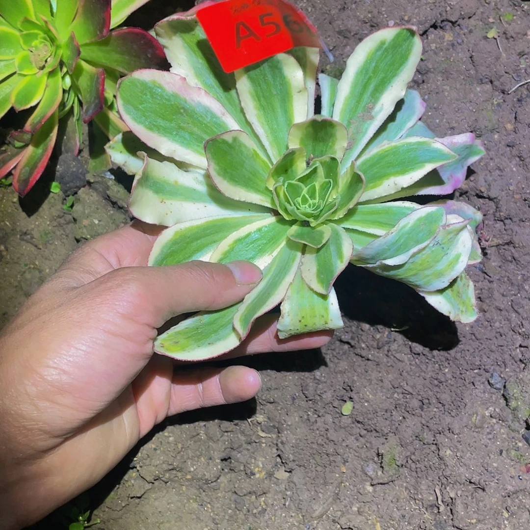 侯*呀568粉魅影砍头多肉植物