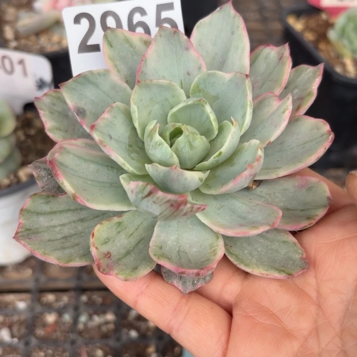 头盖锦无根满18包邮当场凑单