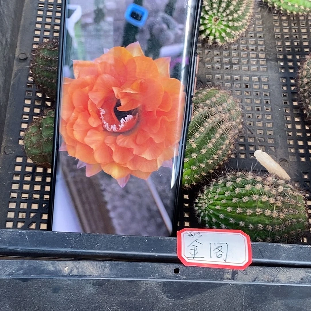 彩 金阁侧芽 歪 20包邮5公分