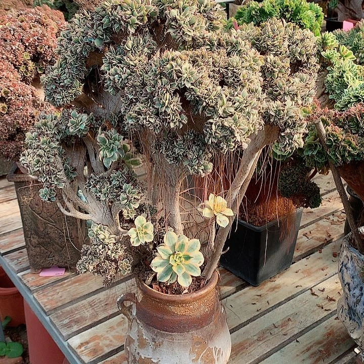 灿烂朵朵脱土发货