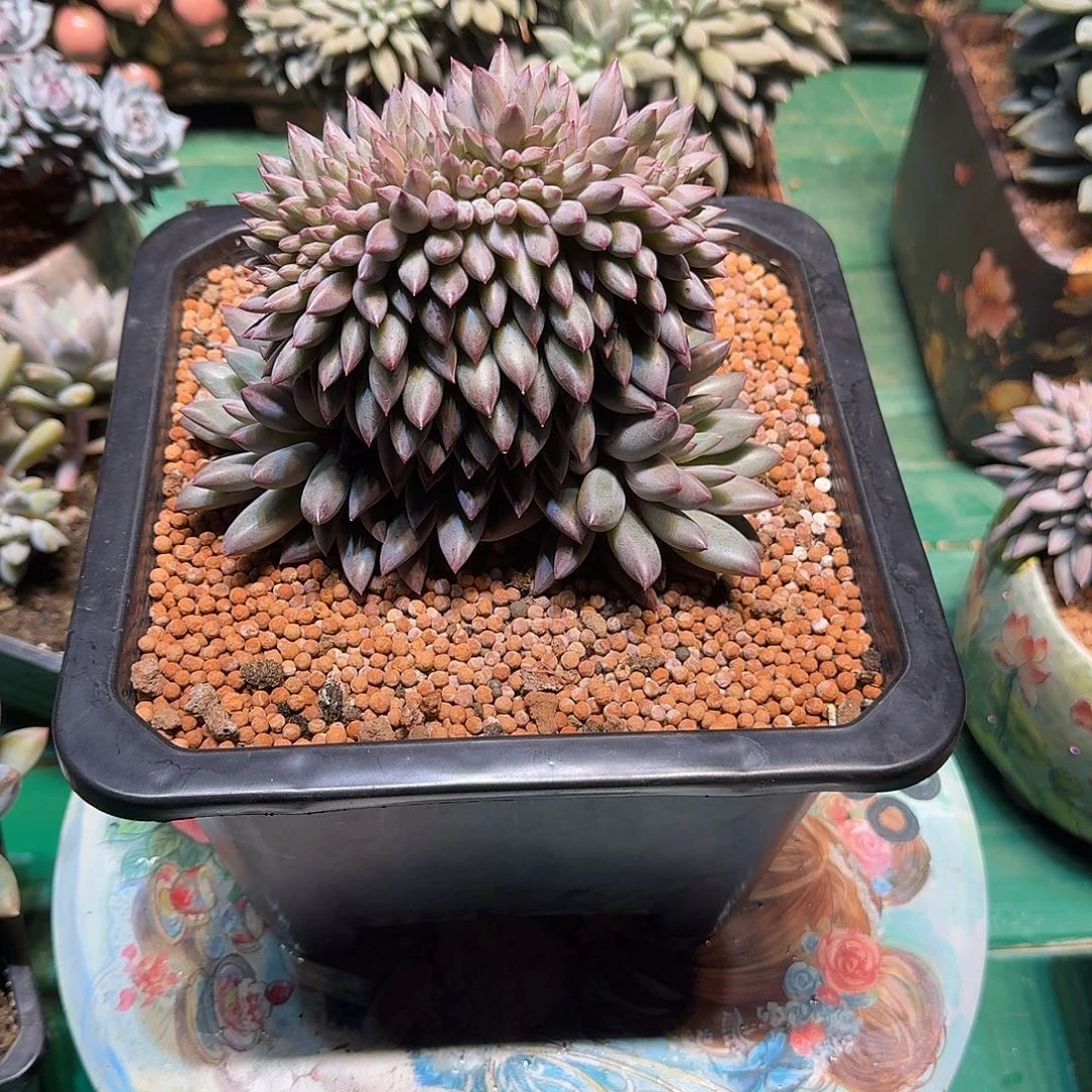 朱***朱多肉植物多肉植物
