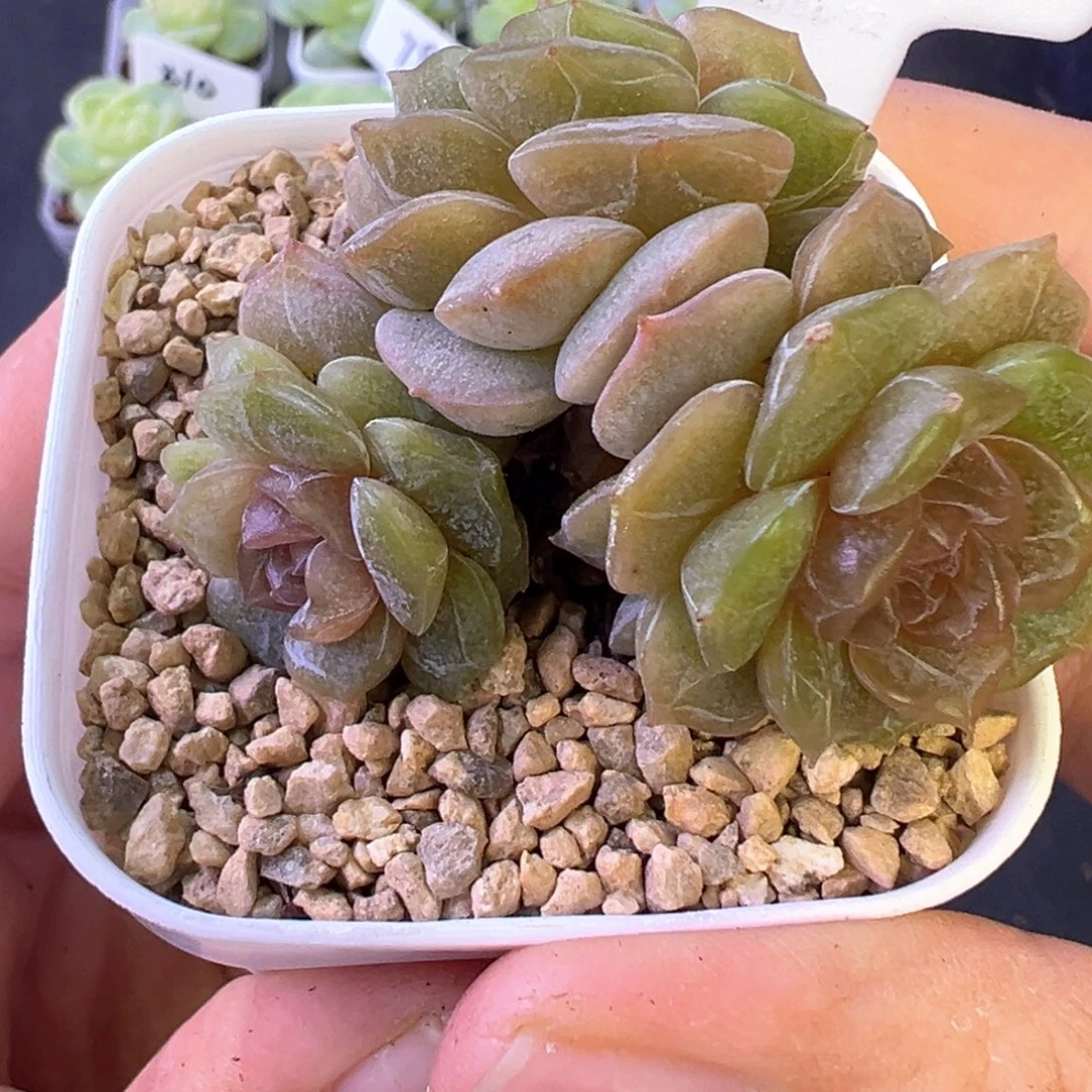 426号彩恋晗雨多肉3头福利