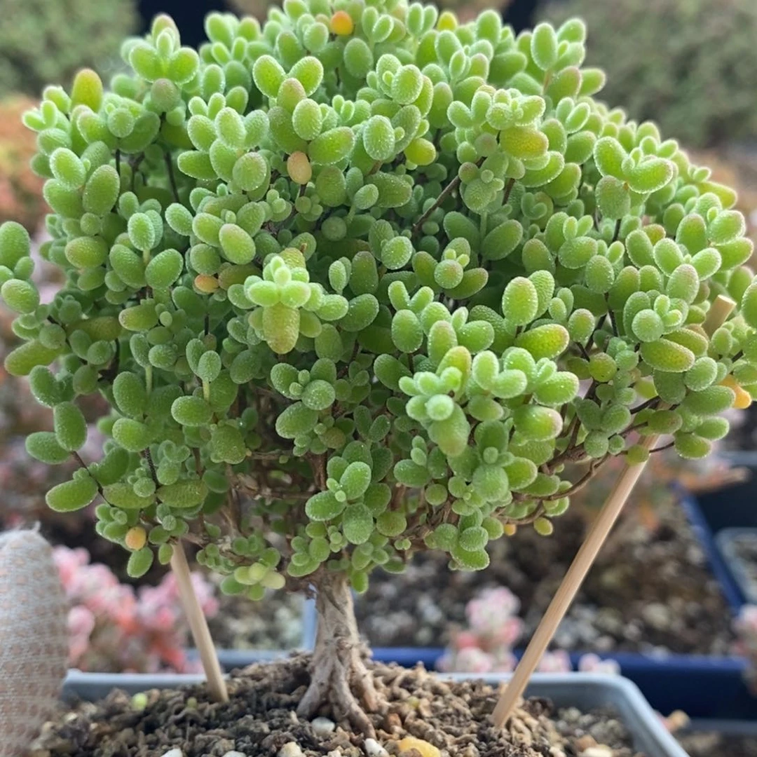 蜜橘糖球4005枝干番杏