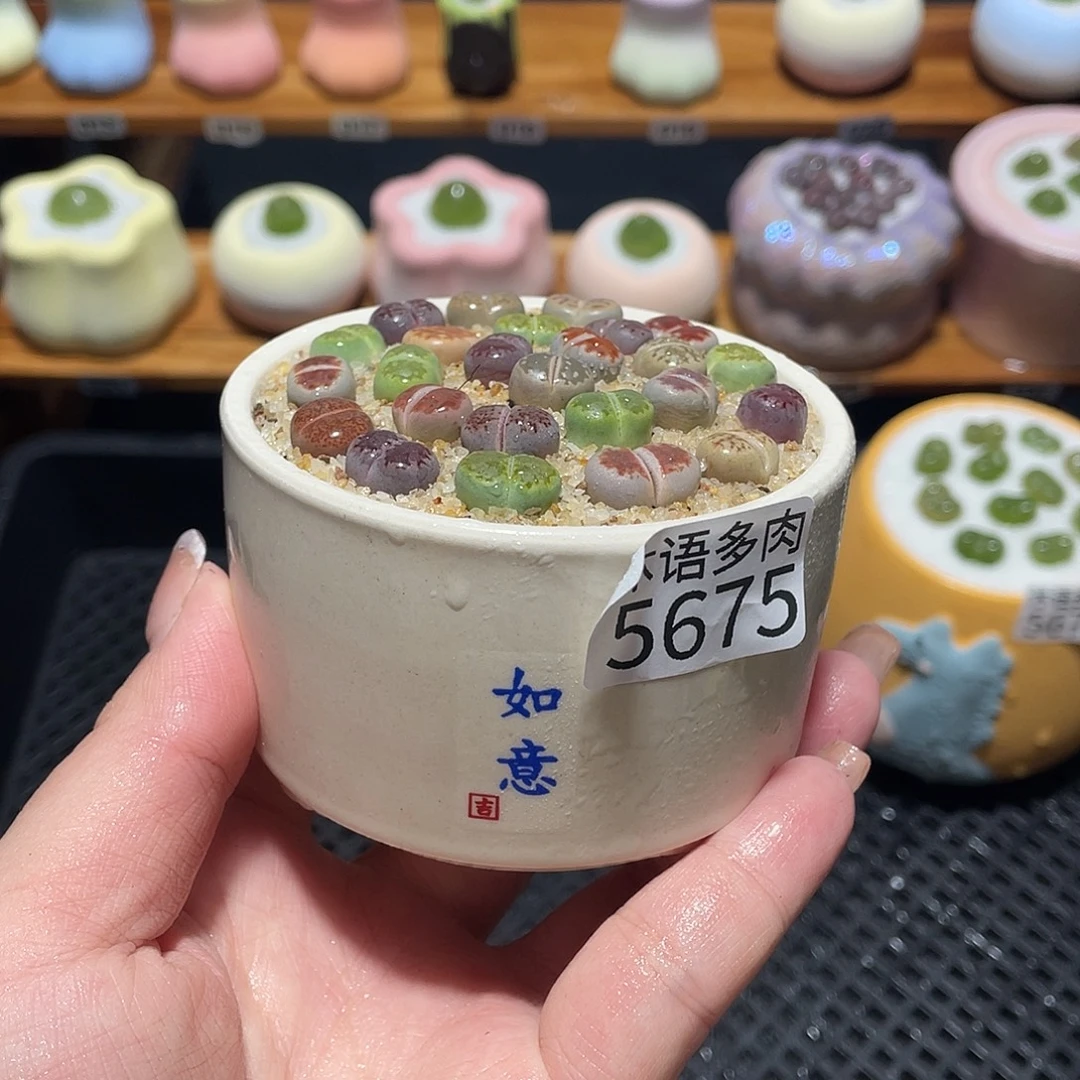 带盆土植物 一物一拍5675