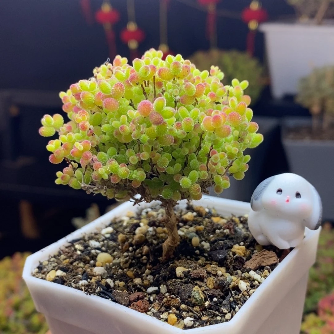 115号蜜橘糖球枝干多肉