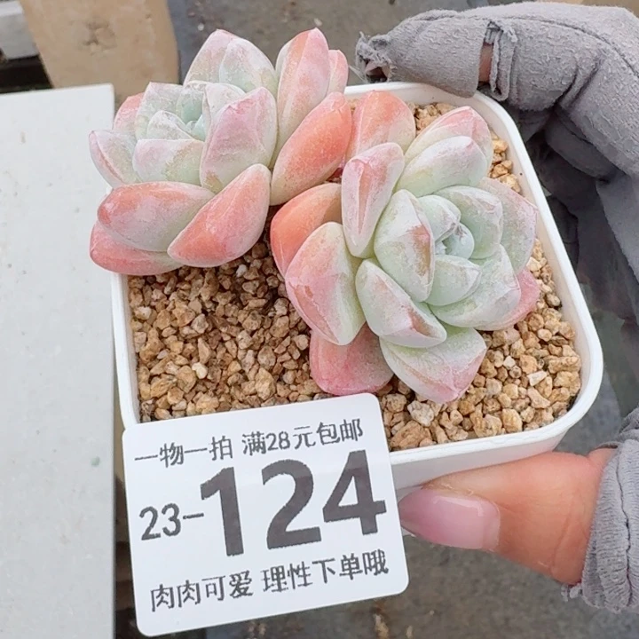 冰玉无盆土发货无盆土发货无