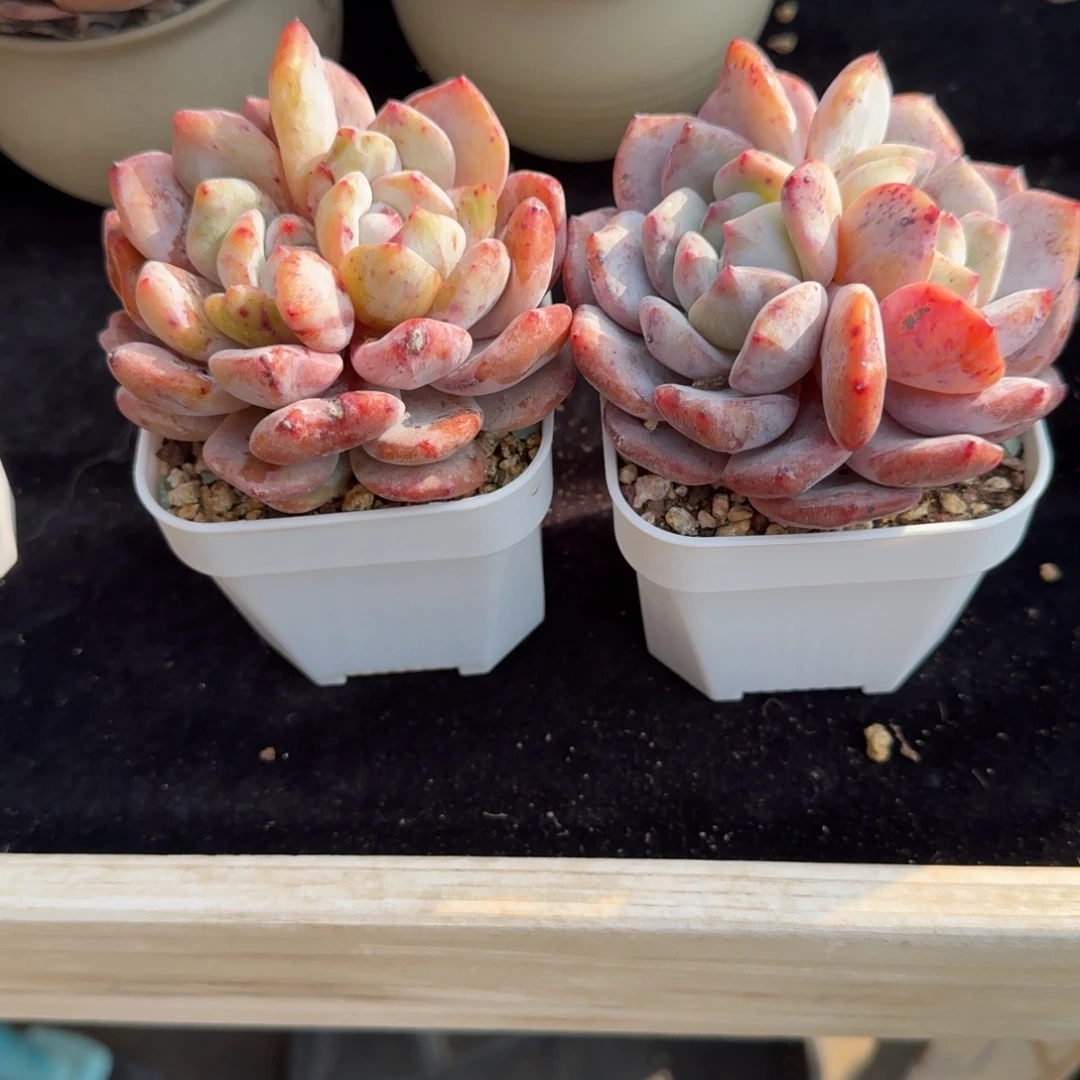 两个双心石化，可带盆发货