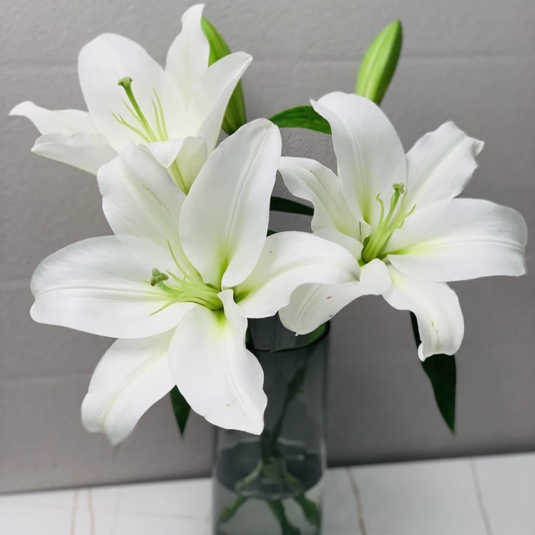 【白天霸】东北鲜花 辽宁凌源白百合鲜切花 居家办公室插瓶水养