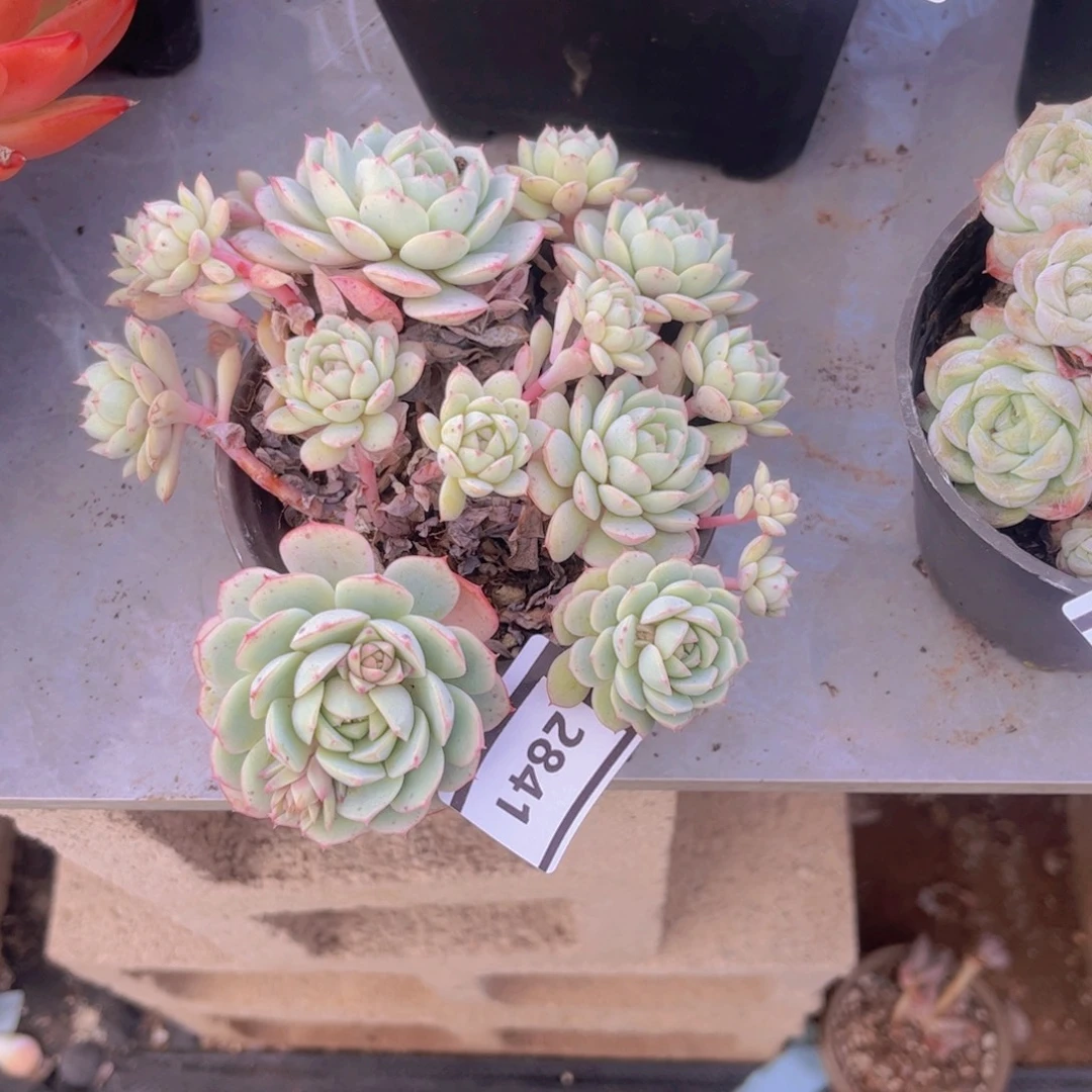 凌波仙子杂多肉植物2841