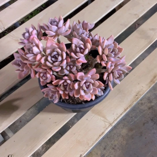 王***?灰姑娘多肉345321584190