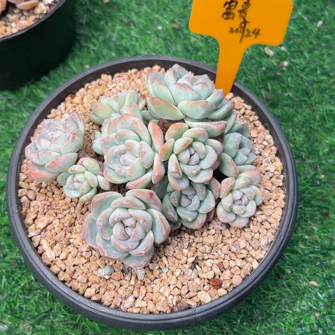 一物一拍，富贵寄养