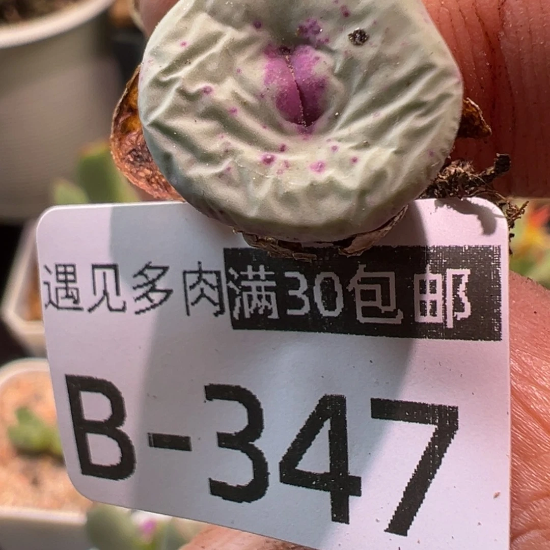 多肉植物11111111111111