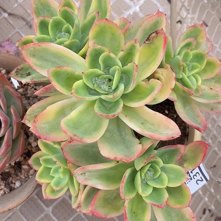 乔伊锦23138多肉植物