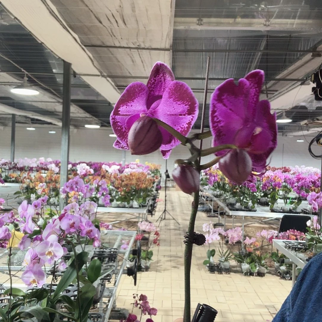 完全开放007潮流带花苞