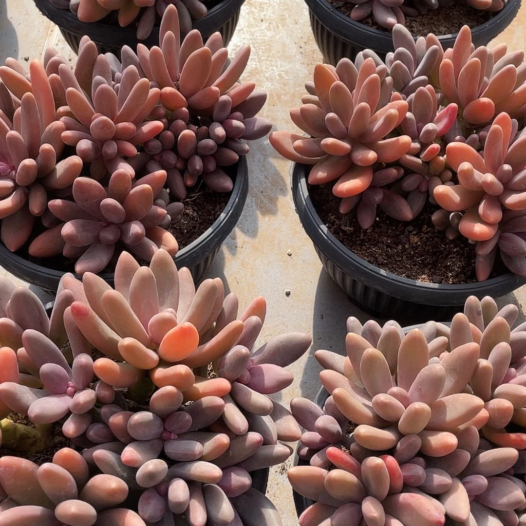 糖果美人精控群生18厘米可挑